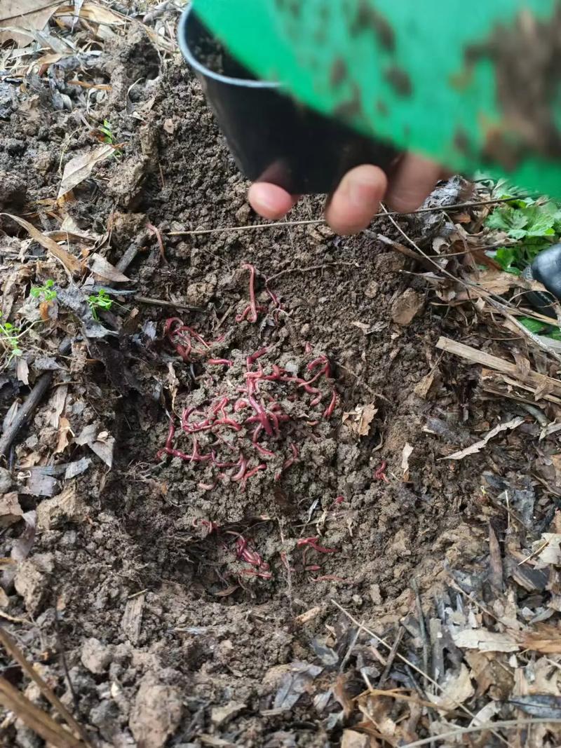 蚯蚓餌料使用技巧與優缺點_蚯蚓釣魚與商品餌對比_實驗用過的蚯蚓可以作為魚餌嗎?