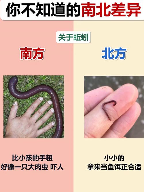 蚯蚓釣魚注意事項_實驗用過的蚯蚓可以作為魚餌嗎?_使用蚯蚓釣魚技巧