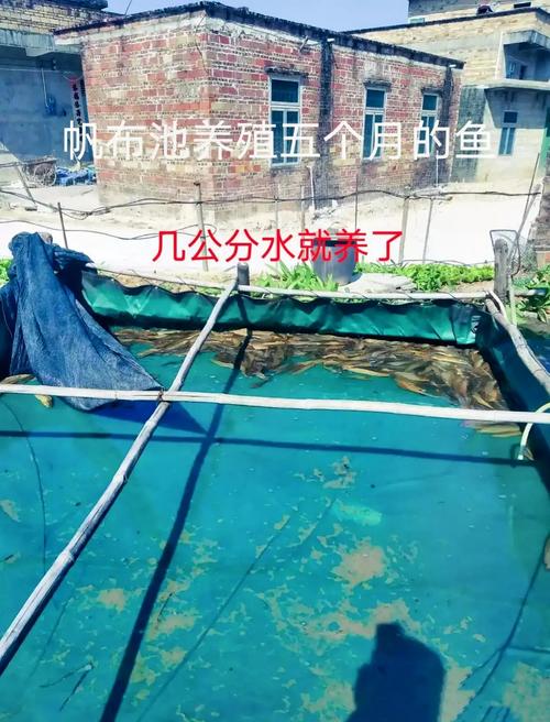 塘鲺魚池塘養殖方法_塘鲺魚_塘鲺魚養殖技術