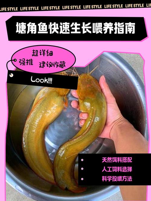 塘鲺魚養殖技術_塘鲺魚_塘鲺魚池塘養殖方法