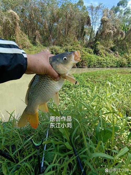 上海閔行區野釣地點_上海用什么釣魚_上海崇明區野釣地點