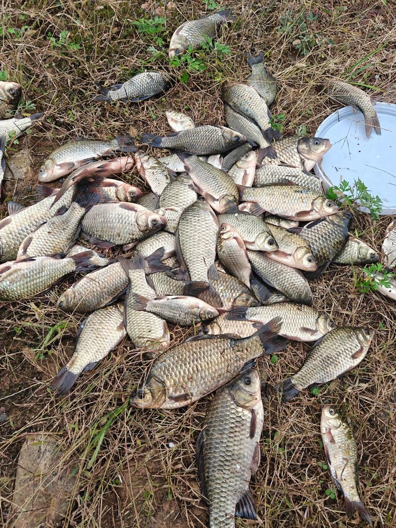 高溫季釣早晚不釣中午_夏天河里野釣技巧_高溫季節釣魚技巧