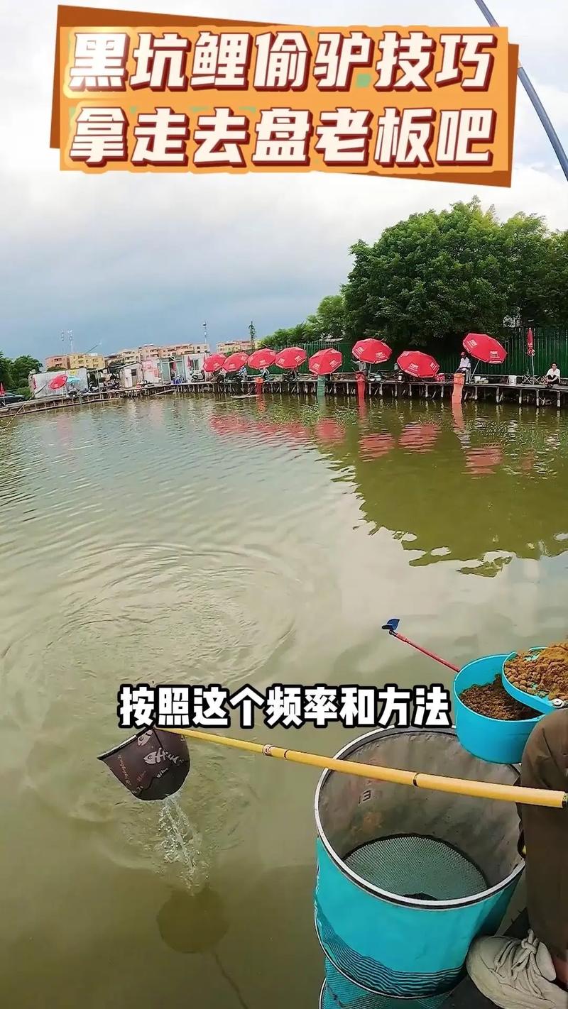 偷驢含義_黑坑偷驢特點_偷驢什么意思釣魚