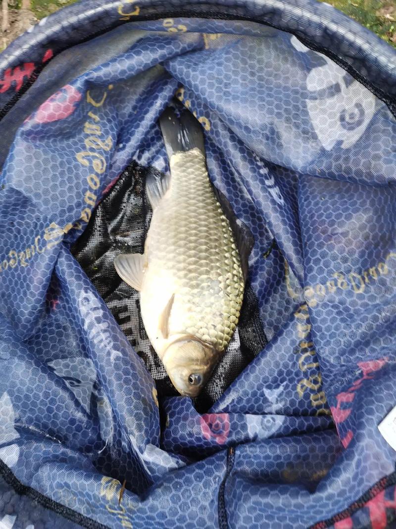 偷驢什么意思釣魚_黑坑偷驢特點_偷驢含義