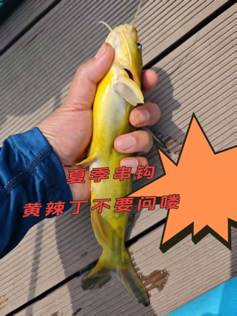 怎么釣黃辣丁最快_黃顙魚釣法_秋釣黃辣丁技巧