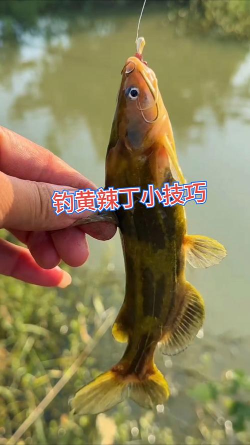 黃顙魚釣法_怎么釣黃辣丁最快_秋釣黃辣丁技巧