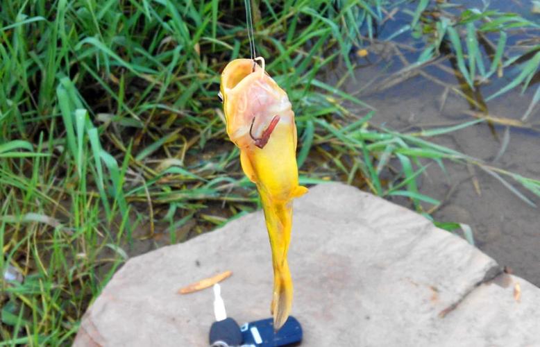 黃顙魚釣法_秋釣黃辣丁技巧_怎么釣黃辣丁最快