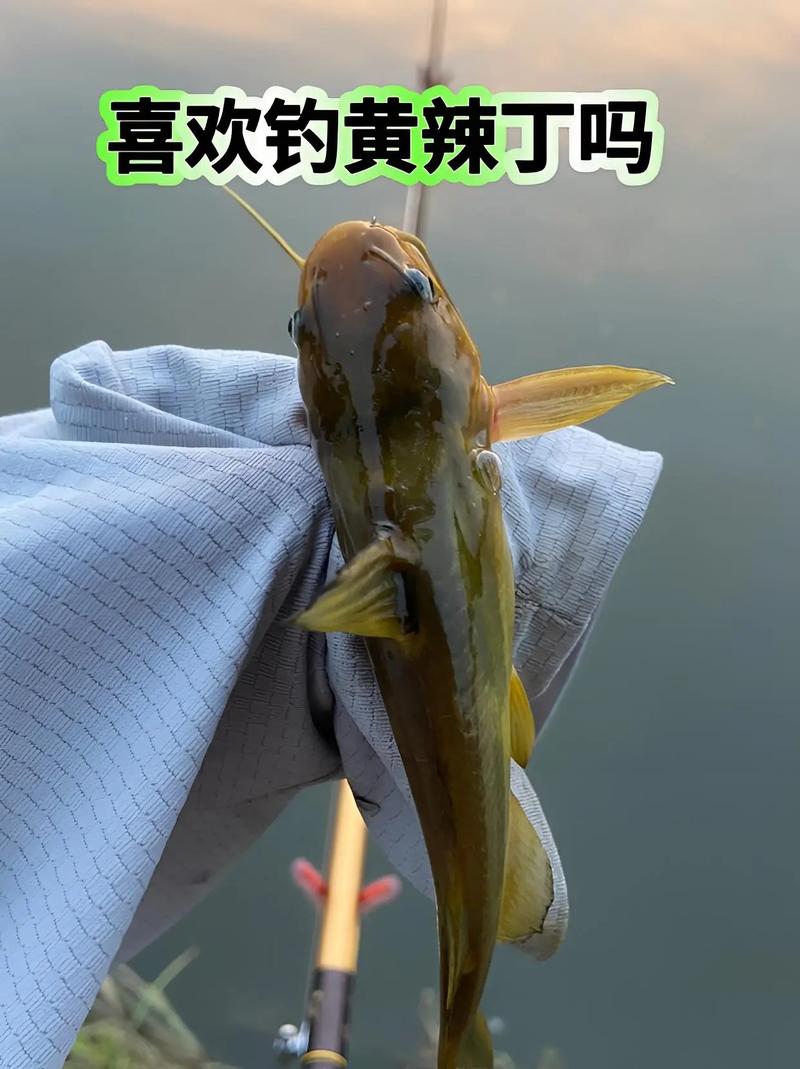 怎么釣黃辣丁最快_釣黃顙魚技巧_黃顙魚釣位選擇