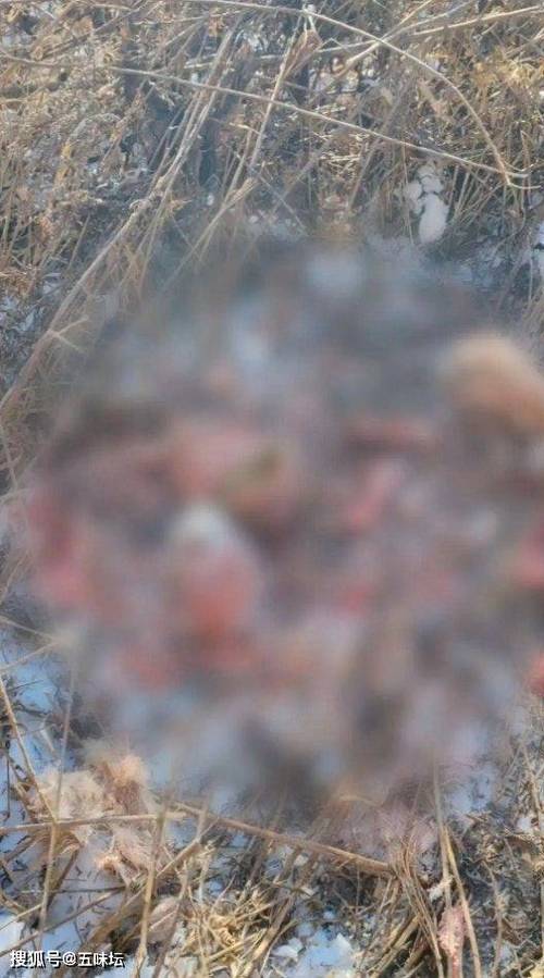 長白山怪獸_長白山怪獸_牛倌常山