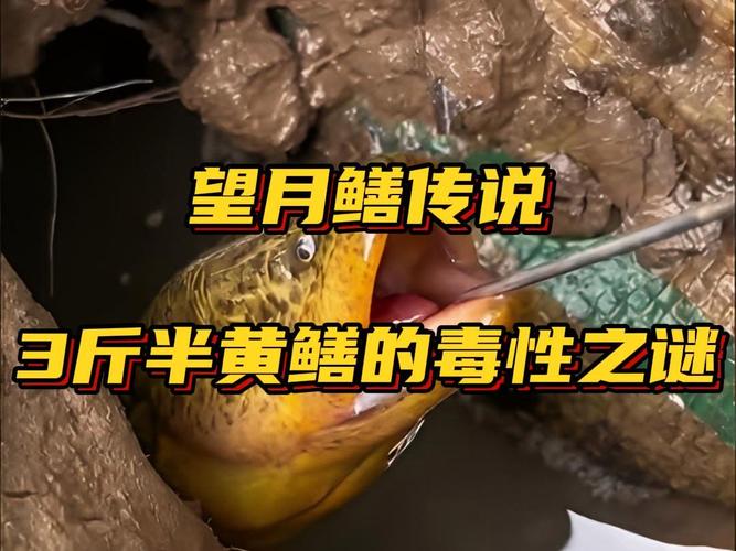 望月鱔 真實性 黃鱔食用安全_望月鱔圖片