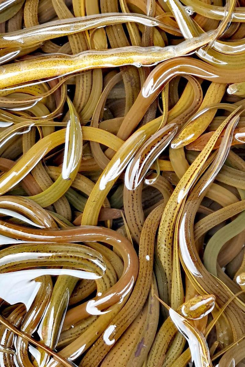 望月鱔與黃鱔的區別_望月鱔有毒的原理_望月鱔有劇毒嗎