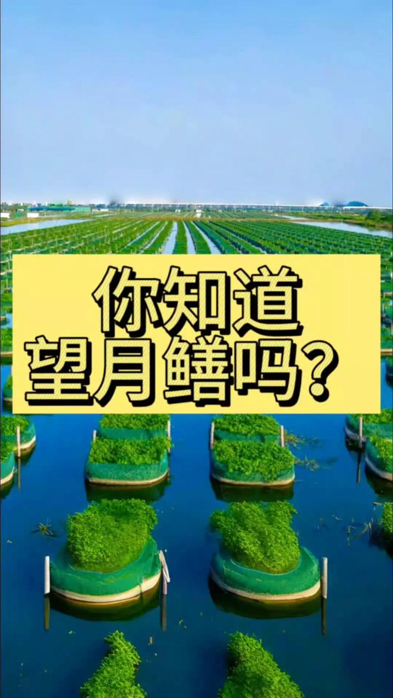 望月鱔_化骨鱔_望月鱔圖片