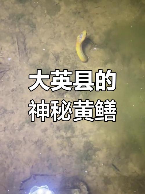 望月鱔 傳說故事_望月鱔 紀曉嵐奇案_望月鱔有毒的原理