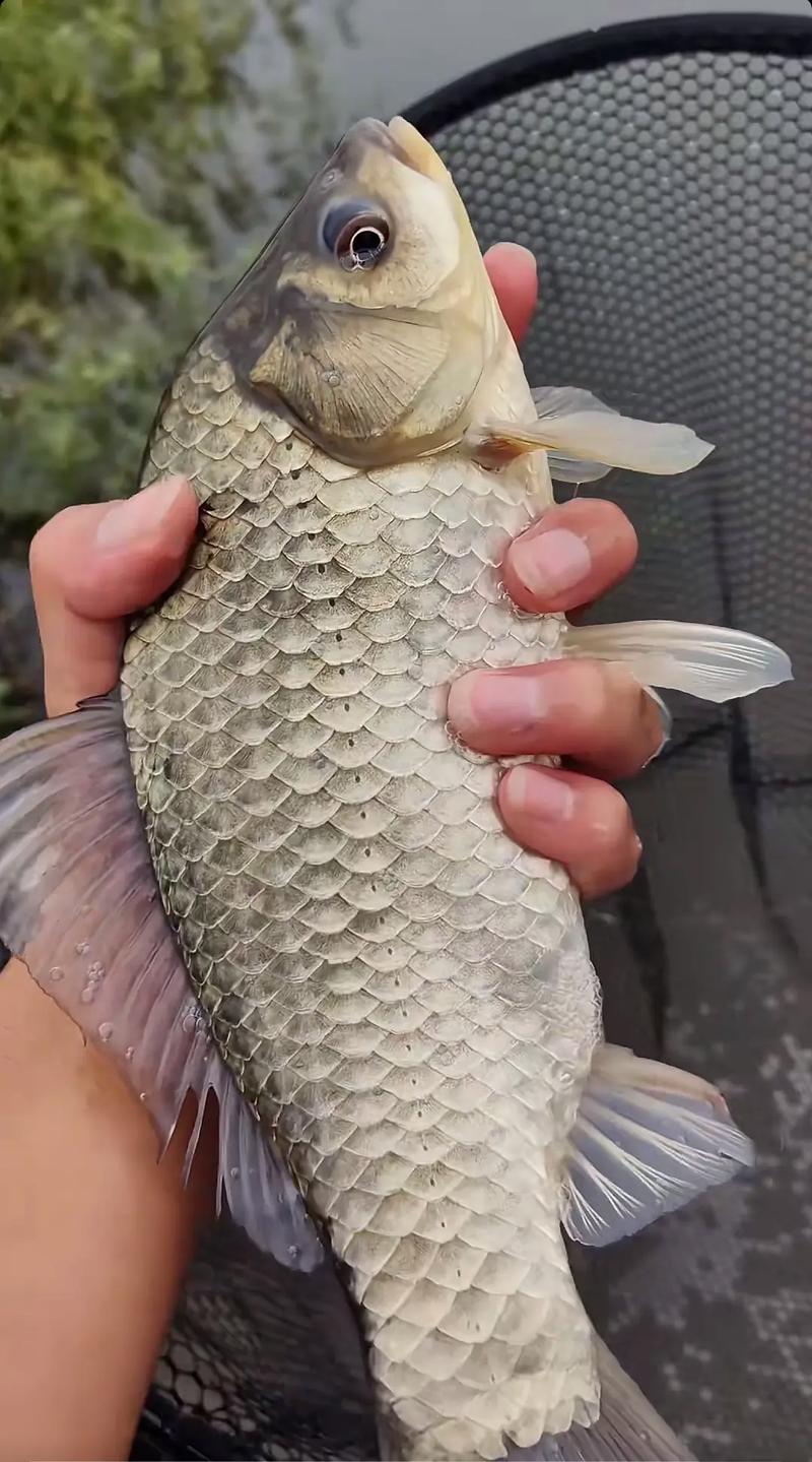 長竿顆粒釣鯽魚方法_顆粒野釣鯽魚行嗎_顆粒釣大鯽魚技巧