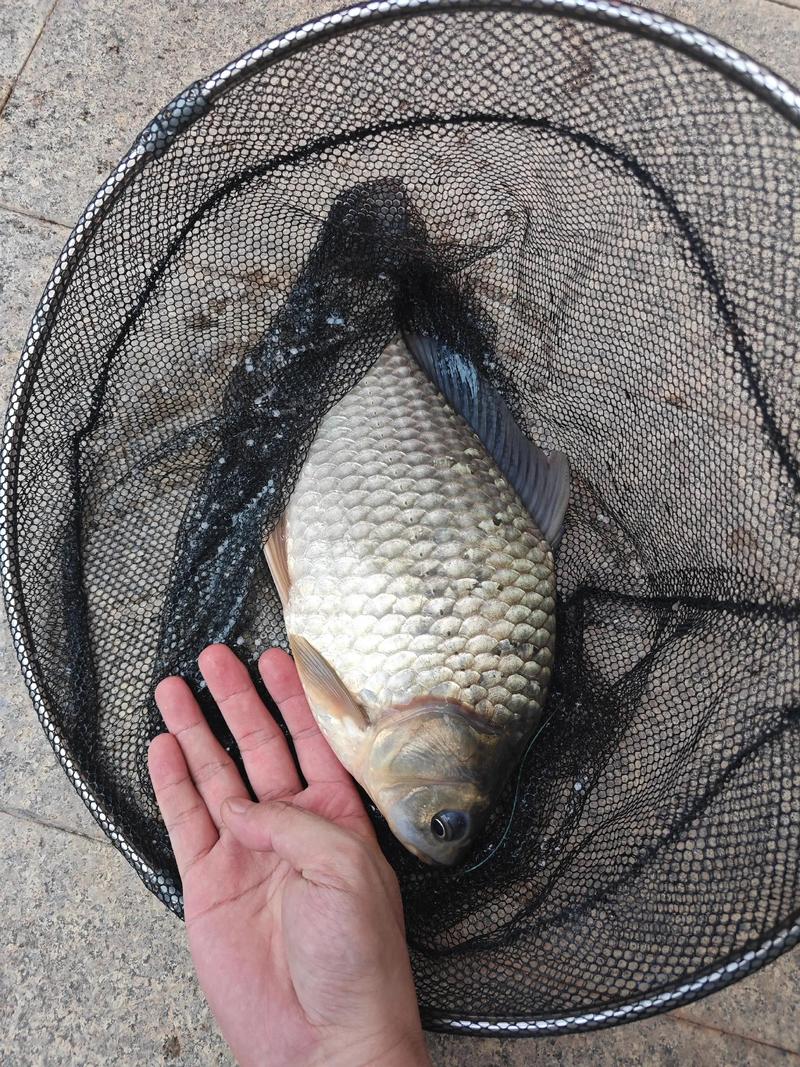 顆粒釣大鯽魚技巧_顆粒野釣鯽魚行嗎_長竿顆粒釣鯽魚方法