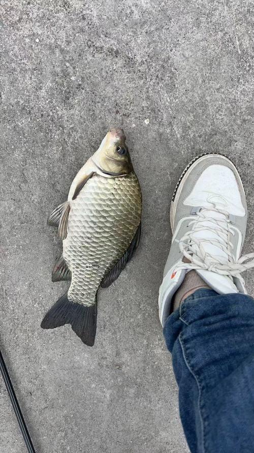 長竿顆粒釣鯽魚方法_顆粒釣大鯽魚技巧_顆粒野釣鯽魚行嗎