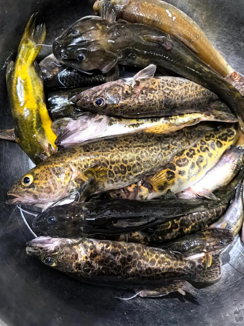 釣魚技巧分享_割草割草喂魚釣魚_小河釣魚技巧