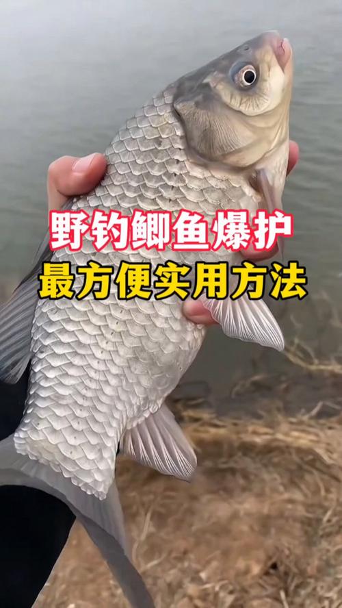 老釣手不說12個秘密技巧_釣魚技巧分享_釣魚視頻野釣實戰看票