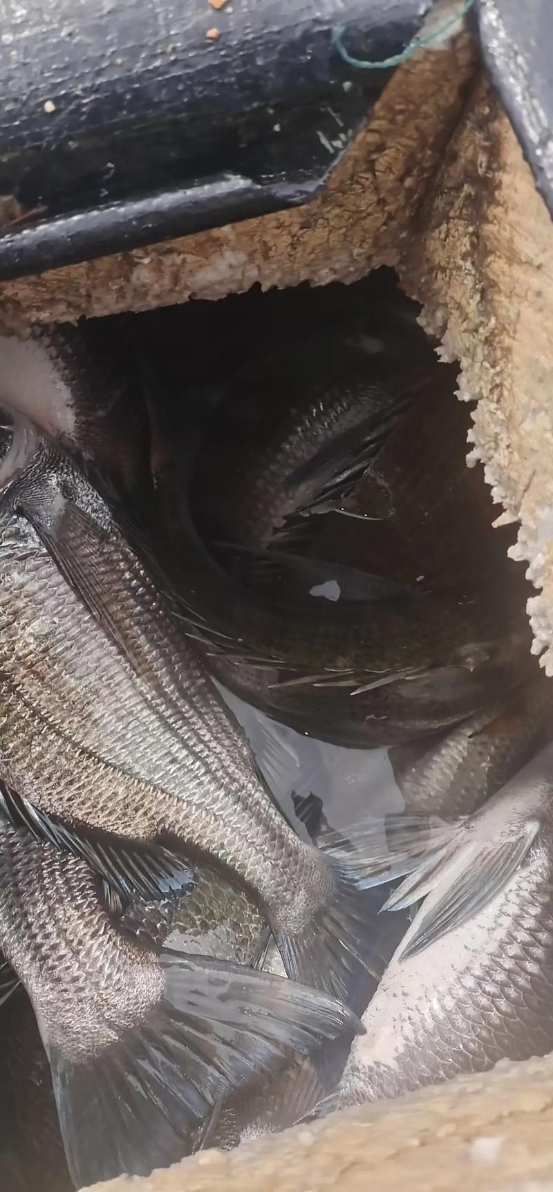 夏季海竿釣魚技巧_夏季海竿釣魚_釣魚夏季海竿推薦