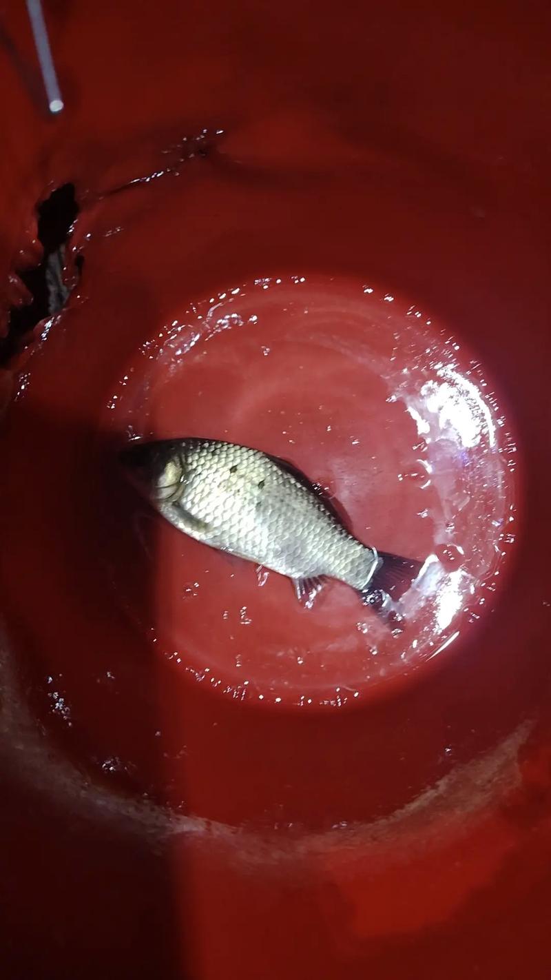 識別電魚賊的六大信號_電魚行為舉報方法_武漢村民瘋狂電魚