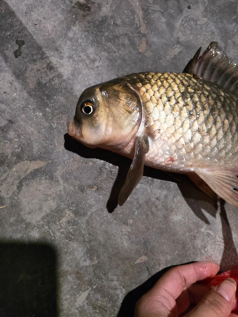 武漢村民瘋狂電魚_電魚行為舉報方法_識別電魚賊的六大信號