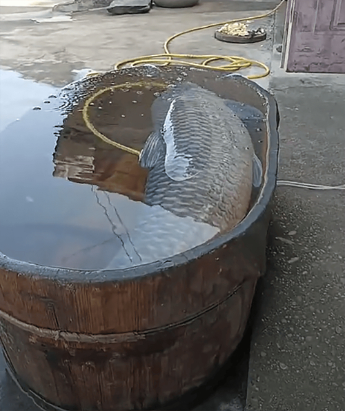 金牛湖青魚王_揚子晚報金牛湖巨青魚_金牛湖青魚王