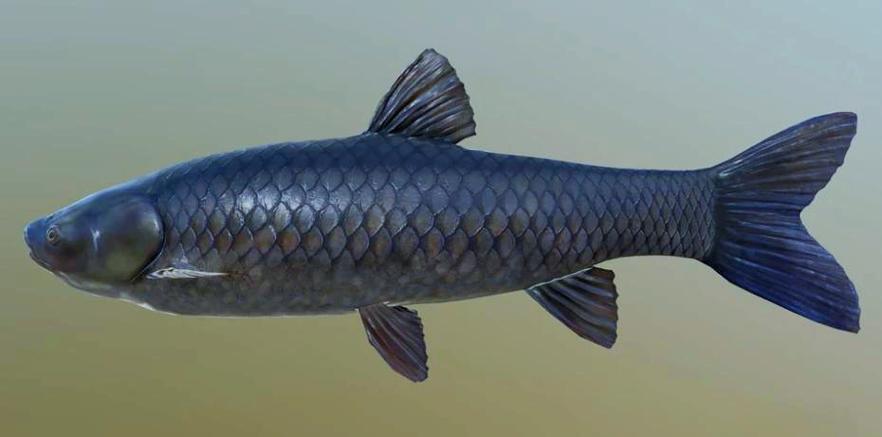 金牛湖青魚王_揚子晚報金牛湖巨青魚_金牛湖青魚王