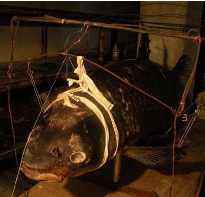 金牛湖青魚王_金牛湖青魚王捕獲過程_南京金牛湖212斤大青魚