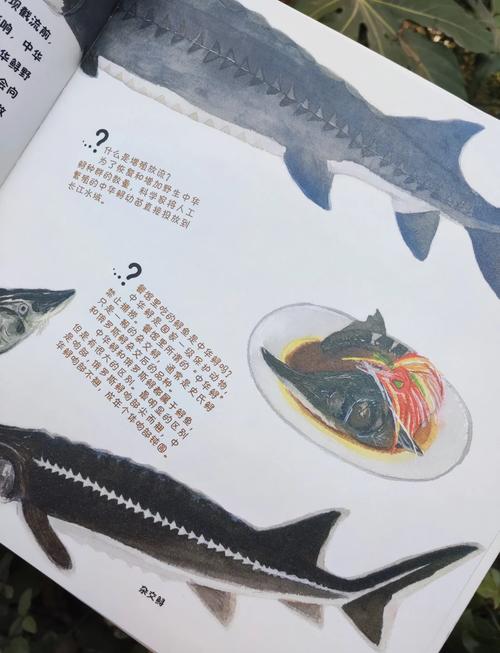 長江中華鱘保護_中華鱘增殖放流_中華鱘的做法