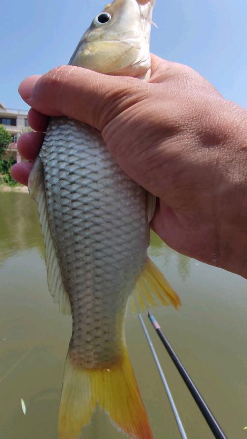 釣草魚面餌使用方法_野河玉米釣浮能釣什么魚?_鮮玉米釣草魚技巧