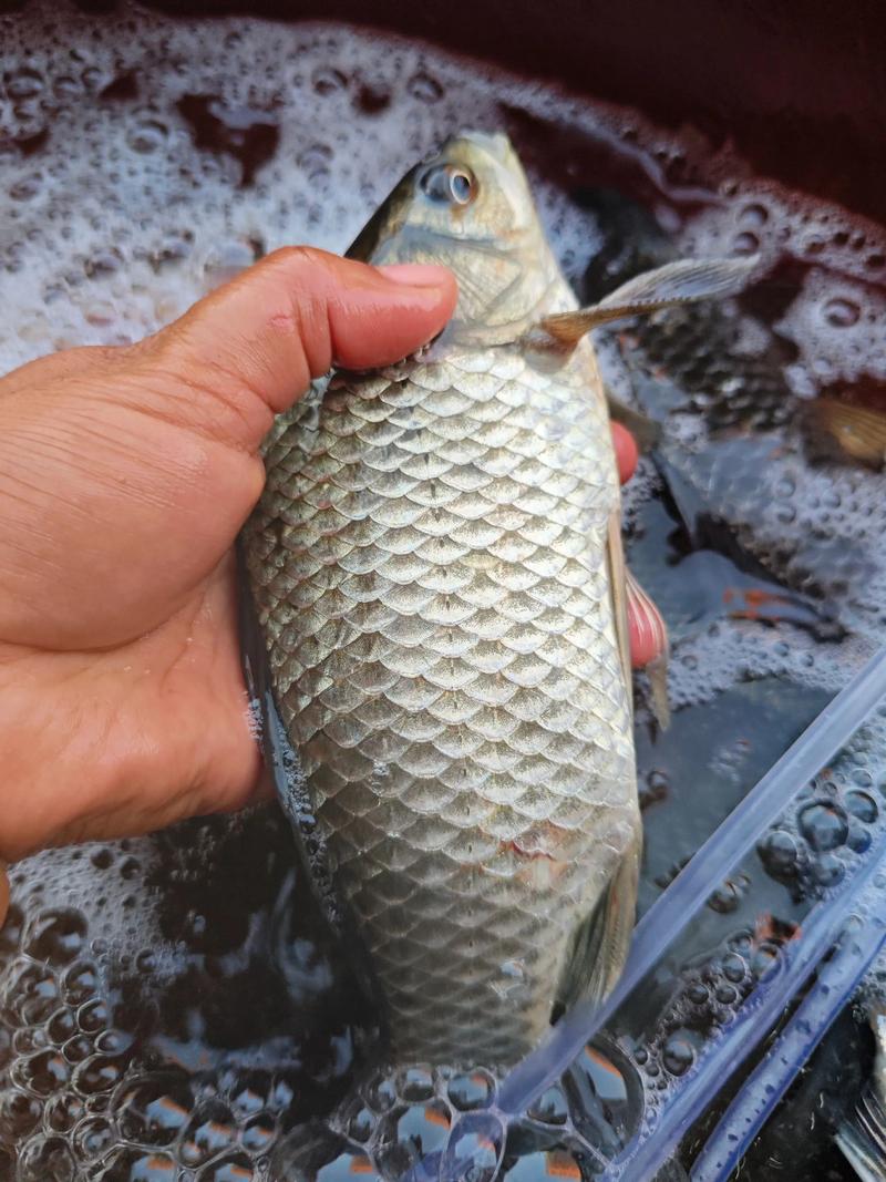 野生鯽魚多久可以長到板鯽?_如何養殖鯽魚長得快_長得最快的鯽魚品種