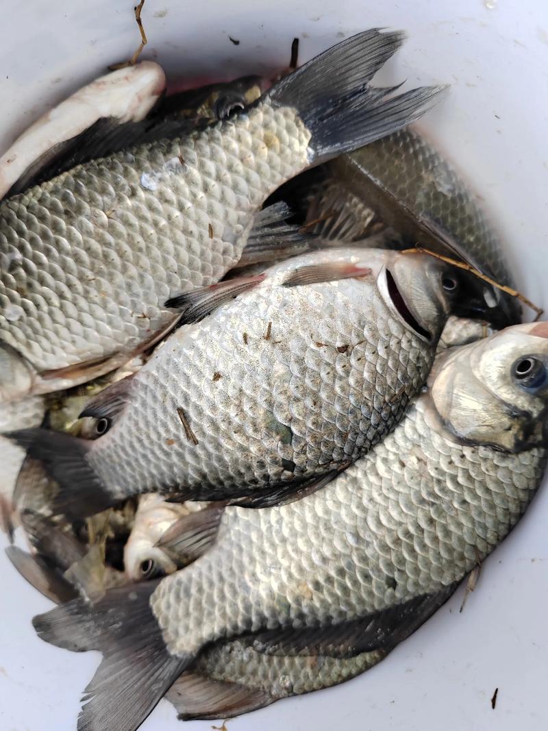 如何養殖鯽魚長得快_長得最快的鯽魚品種_野生鯽魚多久可以長到板鯽?