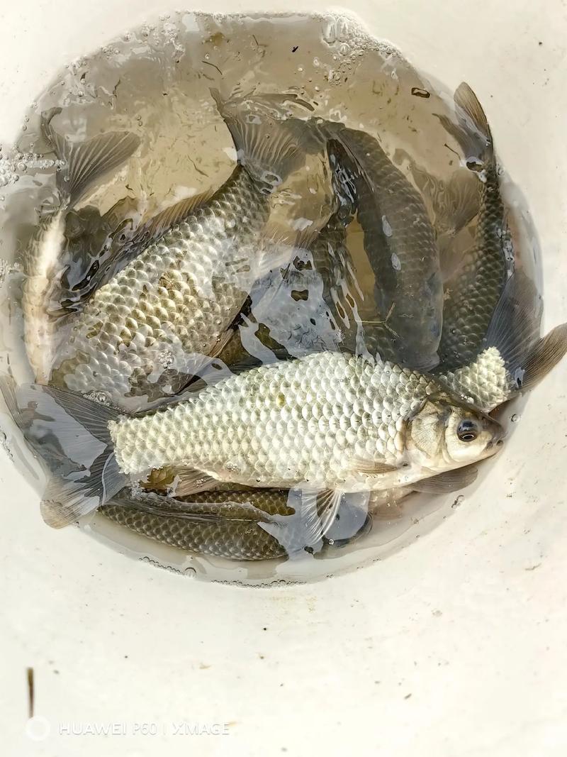 野生鯽魚多久可以長到板鯽?_長得最快的鯽魚品種_如何養殖鯽魚長得快
