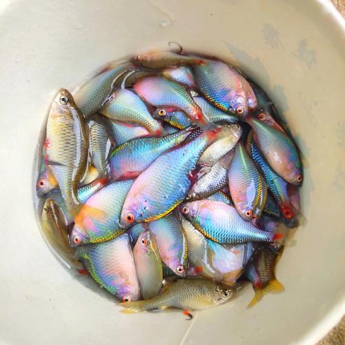 夏季釣魚打窩技巧_夏季水庫草魚餌料配方窩料技巧_夏季水庫草魚垂釣實戰技巧