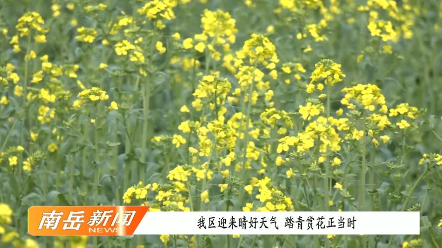 長沙 天氣預報_長沙3月氣溫變化_長沙未來天氣預測