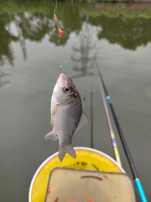 釣荷塘釣法_夏天釣鯽魚_夏天釣鯽魚技巧