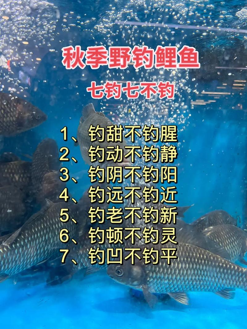 夜釣垂釣鯽魚的技巧_夜釣釣位選擇技巧_夜釣爆護天氣選擇