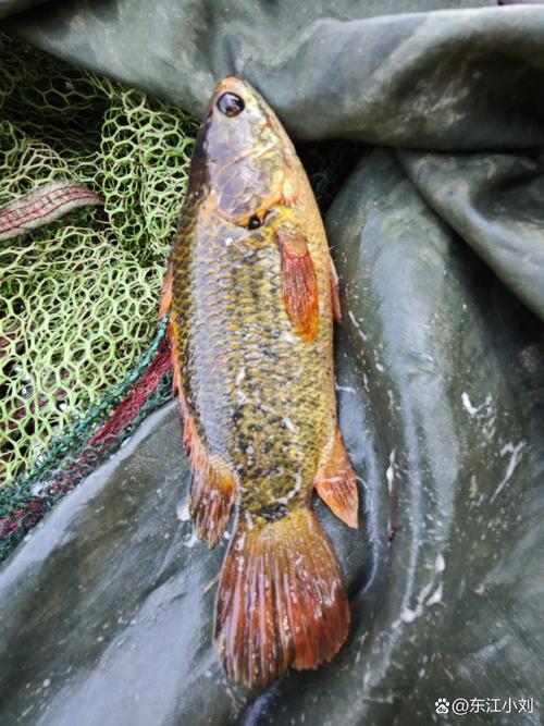 釣魚放生魚能活嗎_釣魚放生魚還能活嗎_魚鉤刺傷魚唇傷害大嗎