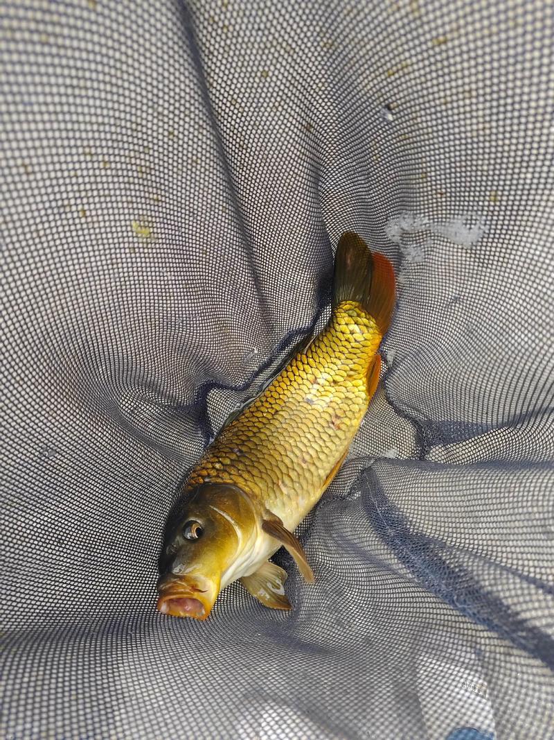 上海閔行區野釣地點_上海崇明區野釣地點_周邊釣魚野釣地點大全