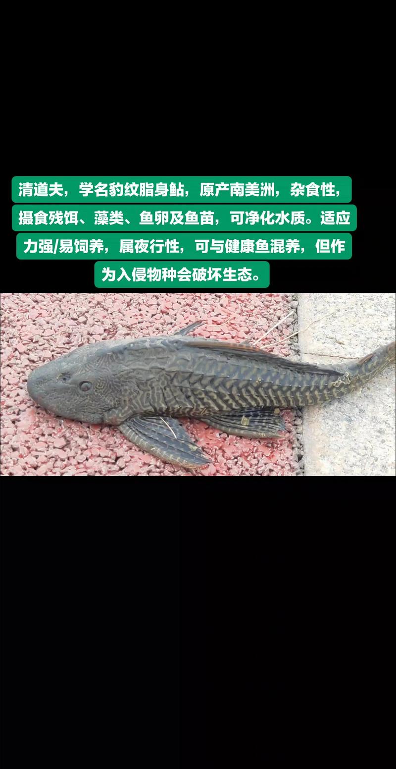 釣魚放生魚還能活嗎_釣魚人放生魚丸_放生毒蛇的后果