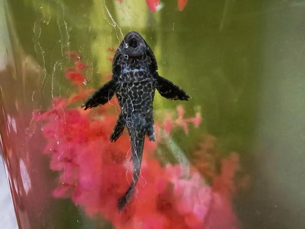 釣魚人放生魚丸_釣魚放生魚還能活嗎_放生毒蛇的后果