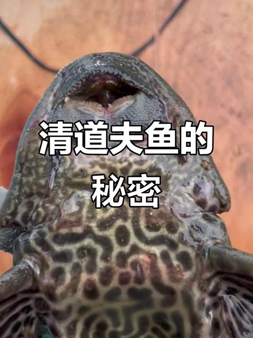 釣魚放生魚還能活嗎_放生毒蛇的后果_釣魚人放生魚丸