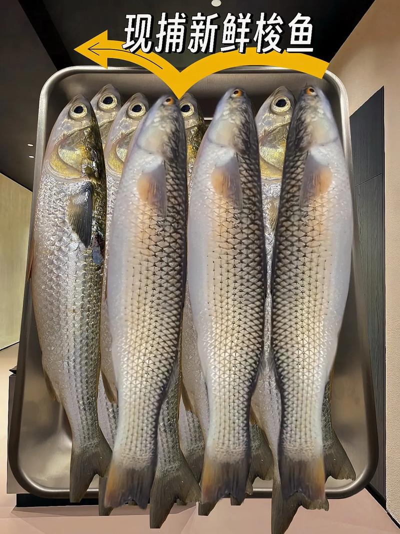 梭魚的特點_梭魚是什么_梭魚_梭魚長什么樣_釣魚百科