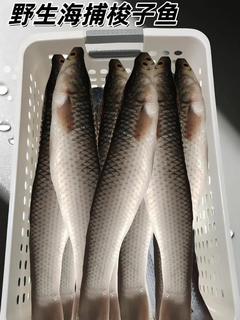 梭魚是什么_梭魚_梭魚長什么樣_釣魚百科_梭魚的特點