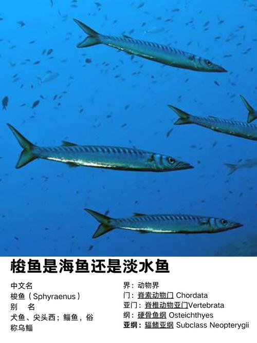 梭魚_梭魚長什么樣_釣魚百科_梭魚是什么_梭魚的特點
