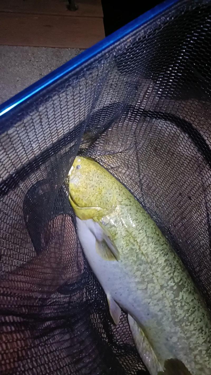 夏季夜釣技巧_夏季野釣夜釣技巧_夜釣安全注意事項