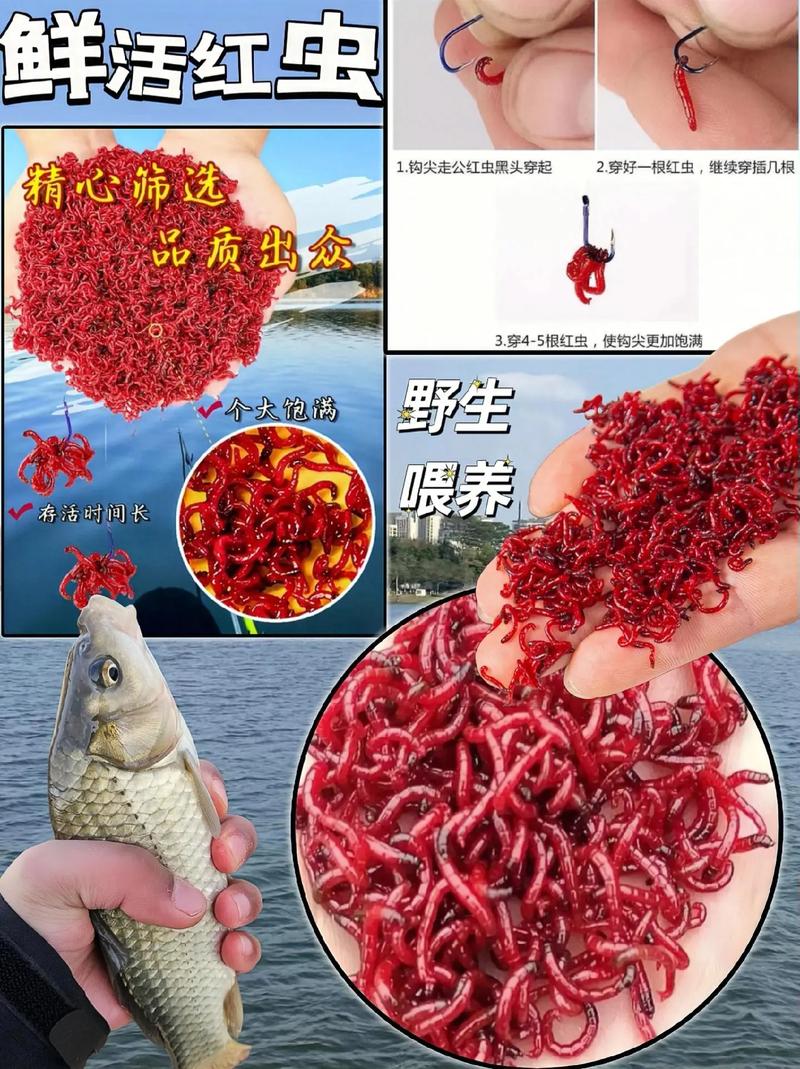 養魚紅蟲與紅蟲干哪個好_冷凍的紅蟲可以釣魚嗎_冷凍紅蟲喂魚效果