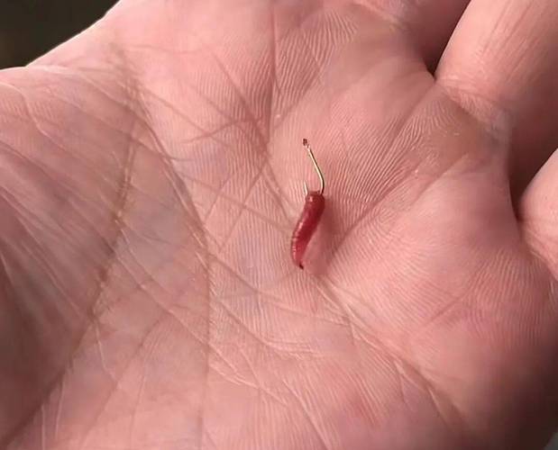 養魚紅蟲與紅蟲干哪個好_冷凍紅蟲喂魚效果_冷凍的紅蟲可以釣魚嗎