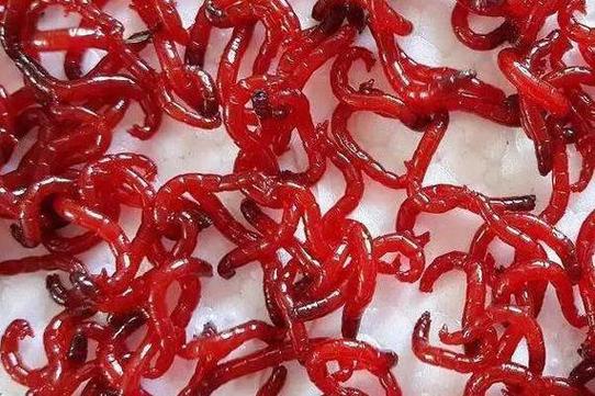 冷凍的紅蟲可以釣魚嗎_紅蟲活餌保存方法_紅蟲釣魚餌料優勢