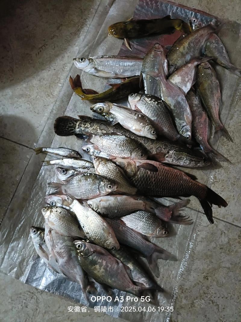 釣魚發燒友 com2us 釣魚游戲_釣魚發燒友大賽獎勵